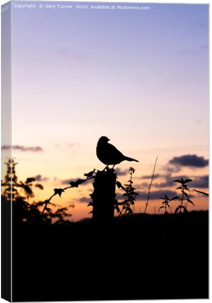 Sunset Visitor Canvas Print by Gary Turner