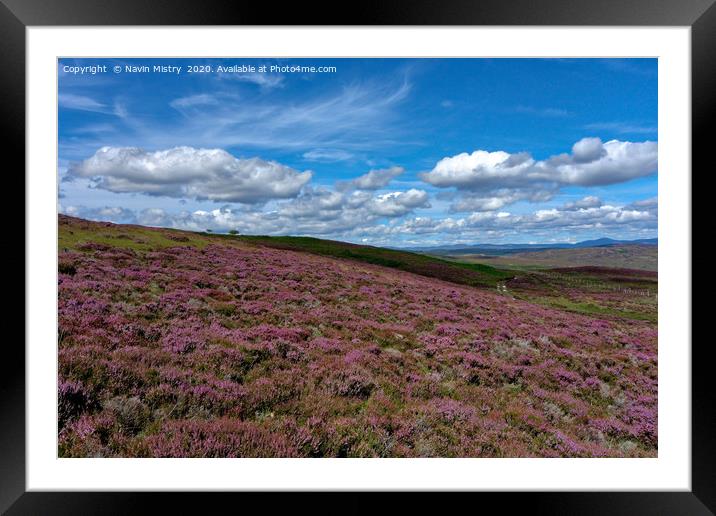 Heather on the slopes of Schiehallion              Framed Mounted Print by Navin Mistry