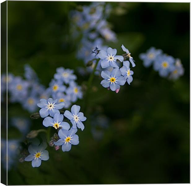 Blue Forget Me Not Canvas Print by Jacqi Elmslie