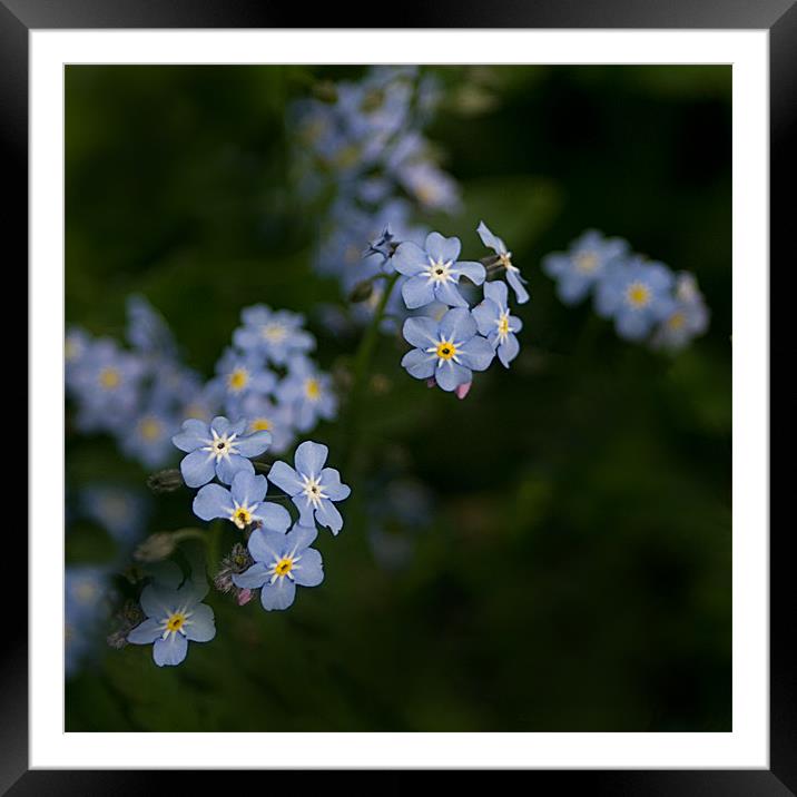 Blue Forget Me Not Framed Mounted Print by Jacqi Elmslie