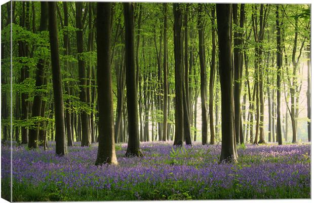 Bluebell wood in Micheldever Canvas Print by Oxon Images
