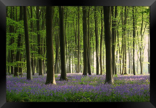Bluebell wood in Micheldever Framed Print by Oxon Images