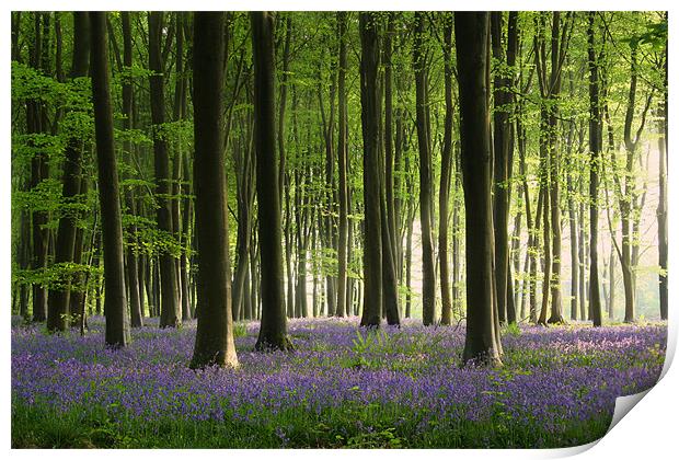 Bluebell wood in Micheldever Print by Oxon Images