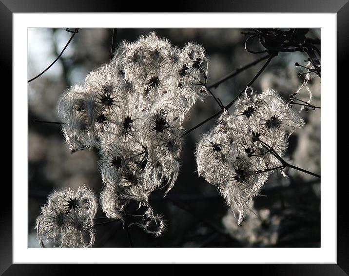old man's beard Framed Mounted Print by susan potter