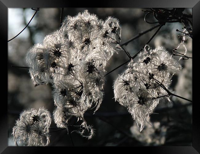 old man's beard Framed Print by susan potter