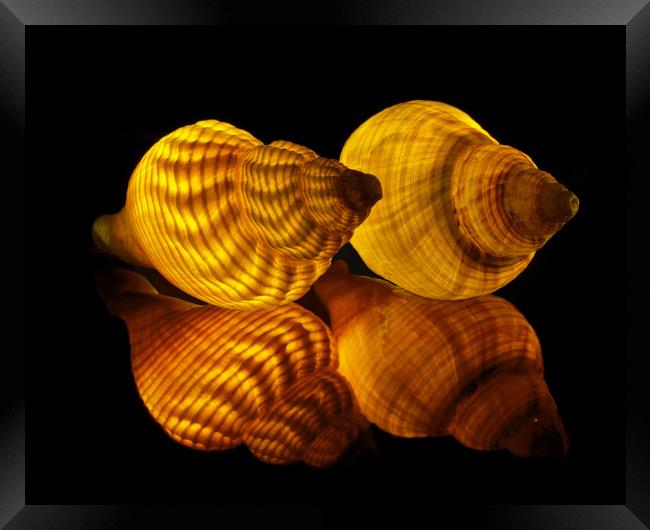 Illuminated Sea shells Framed Print by Pete Hemington