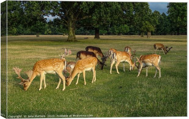 Deer Grazing Canvas Print by Jane Metters