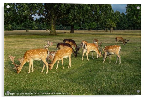 Deer Grazing Acrylic by Jane Metters