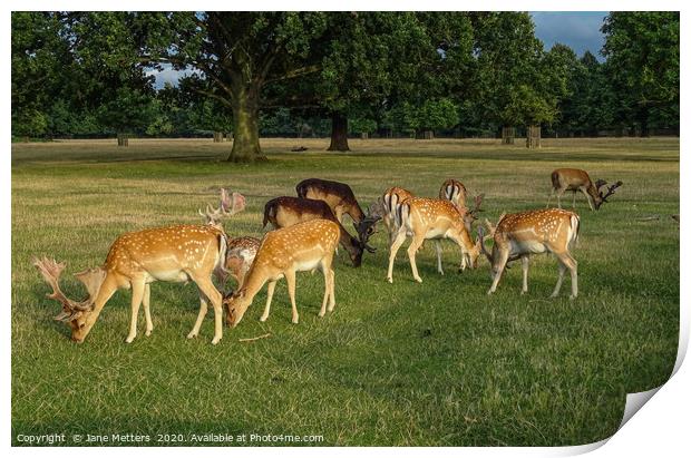 Deer Grazing Print by Jane Metters
