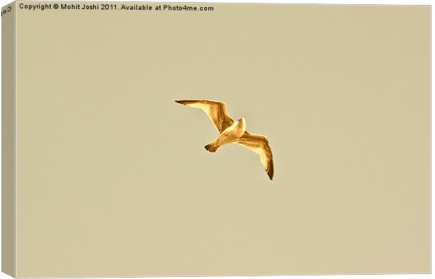 A lonely seagull Canvas Print by Mohit Joshi