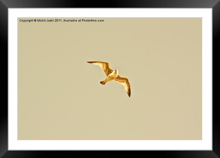 A lonely seagull Framed Mounted Print by Mohit Joshi
