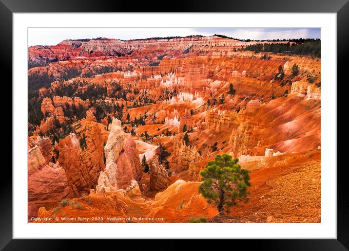 Amphitheater Hoodoos Bryce Canyon National Park Ut Framed Mounted Print by William Perry
