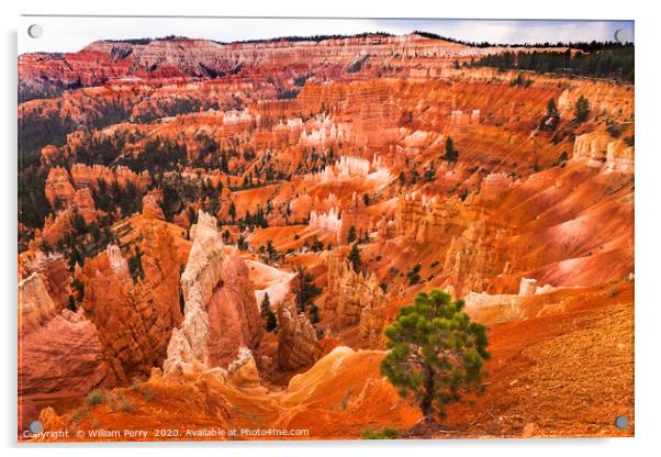 Amphitheater Hoodoos Bryce Canyon National Park Ut Acrylic by William Perry