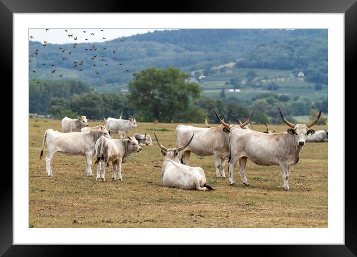 Hungarian grey bulls Framed Mounted Print by Arpad Radoczy
