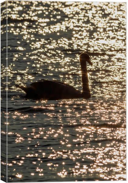 Swam silhouette swimming on the water Canvas Print by Arpad Radoczy
