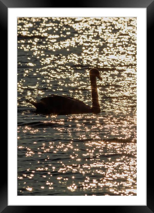 Swam silhouette swimming on the water Framed Mounted Print by Arpad Radoczy
