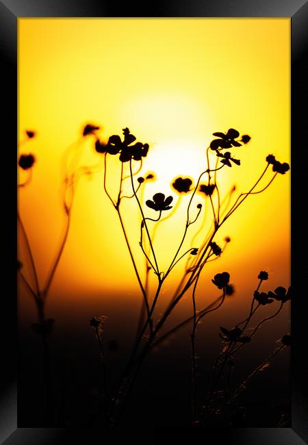 Close up on the grassland with sunset light Framed Print by Arpad Radoczy