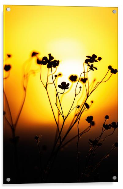Close up on the grassland with sunset light Acrylic by Arpad Radoczy
