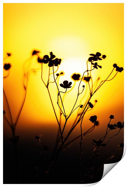 Close up on the grassland with sunset light Print by Arpad Radoczy