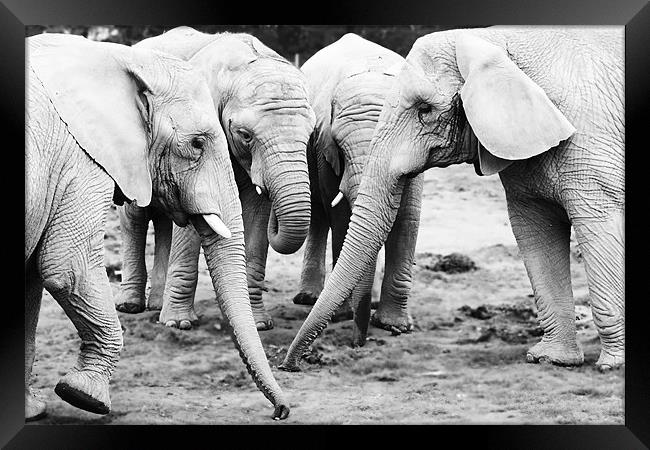 A Herd of Elephants Framed Print by Joanne Wilde