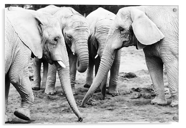 A Herd of Elephants Acrylic by Joanne Wilde