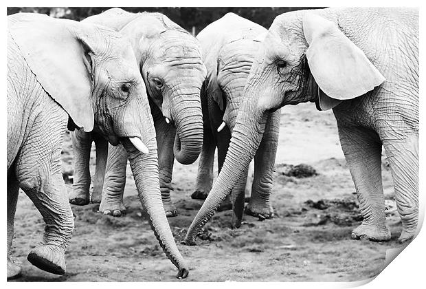 A Herd of Elephants Print by Joanne Wilde