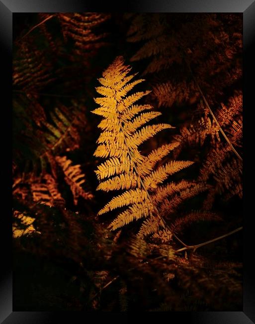 Sunlit  autumn fern  Framed Print by Simon Johnson
