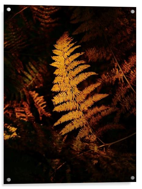 Sunlit  autumn fern  Acrylic by Simon Johnson