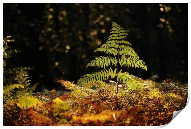 Sunlit fern  Print by Simon Johnson