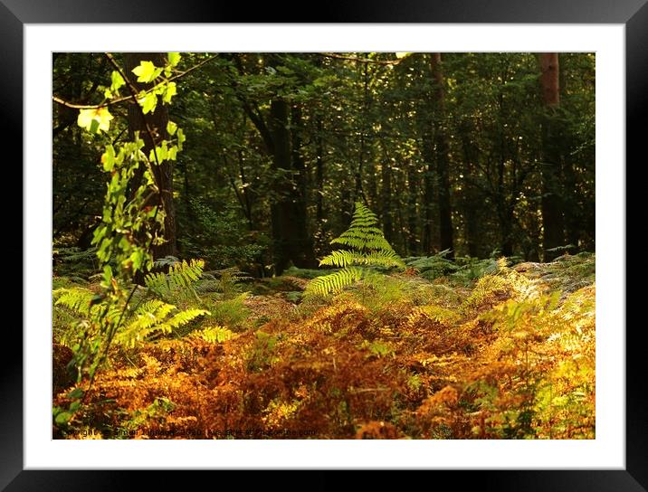 Sunlit autumn woodland Framed Mounted Print by Simon Johnson