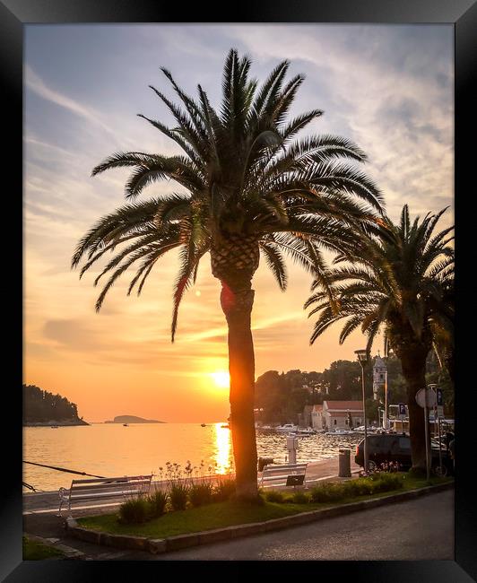 Palm trees in Cavtat old town Framed Print by Naylor's Photography