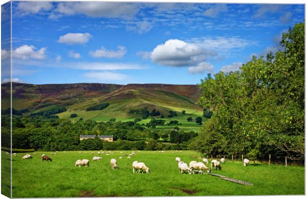 Sheep Grazing at Edale                             Canvas Print by Darren Galpin