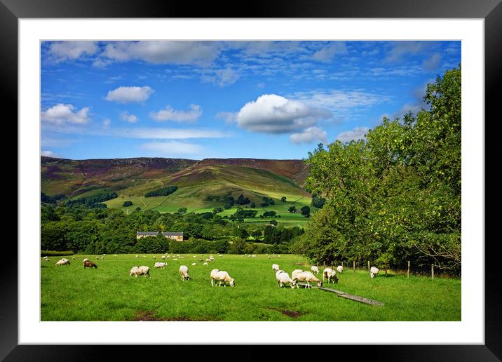 Sheep Grazing at Edale                             Framed Mounted Print by Darren Galpin