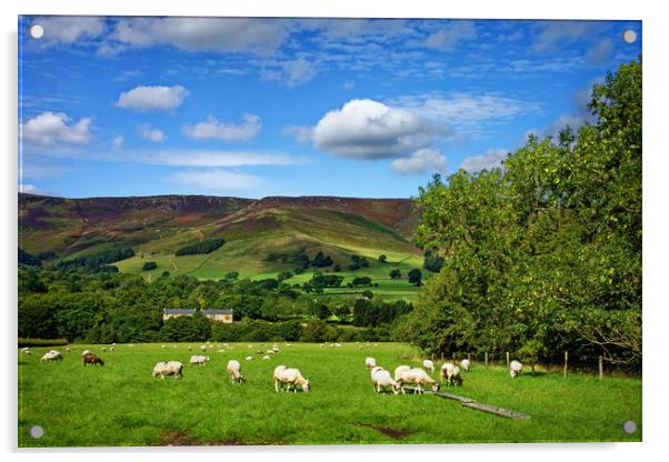 Sheep Grazing at Edale                             Acrylic by Darren Galpin
