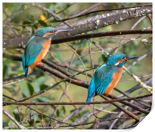 Majestic Pair of Kingfishers Print by tammy mellor