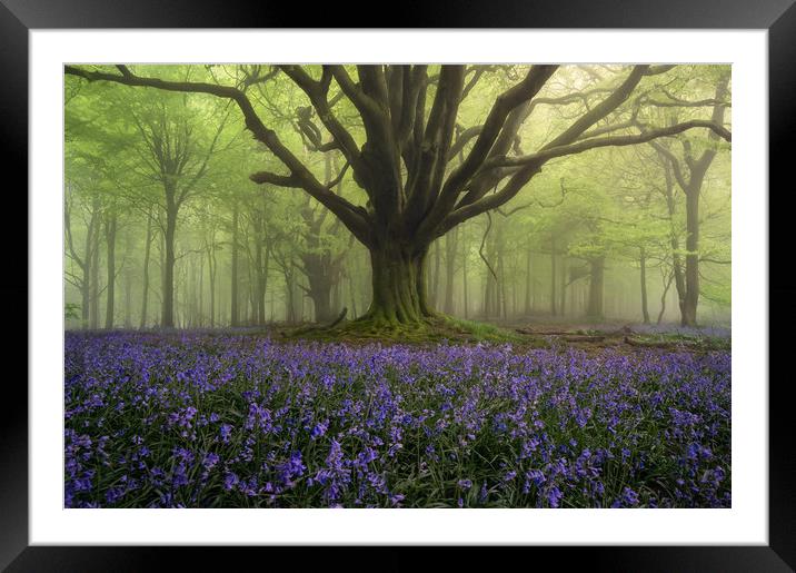 The Tree of Life Framed Mounted Print by Chris Frost