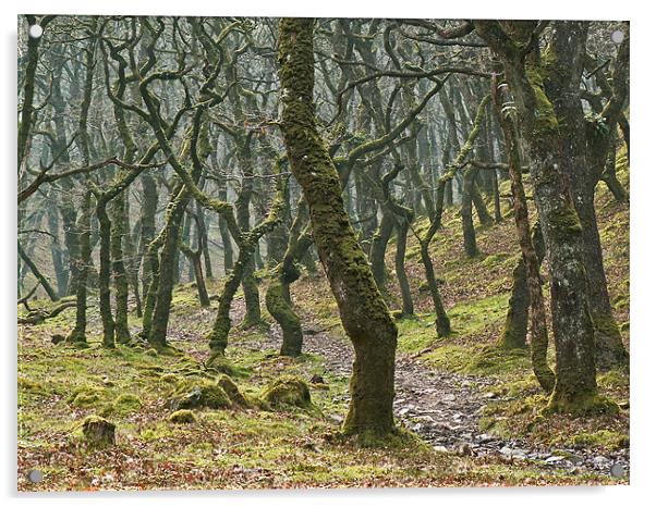 Woods near Badgeworthy Water Exmoor Acrylic by Pete Hemington