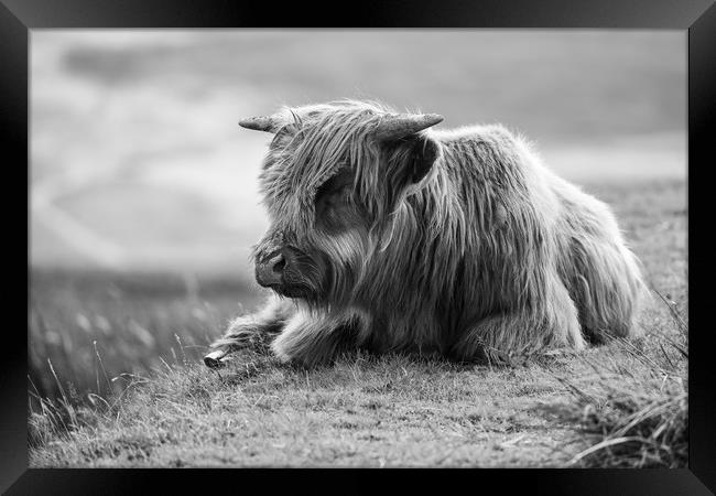 Highland Cow in the Black Mountains, Wales Framed Print by Simon Marlow