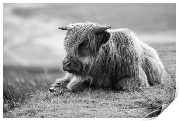 Highland Cow in the Black Mountains, Wales Print by Simon Marlow