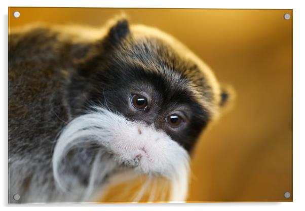 Beautiful little Emperor Tamarin Monkey Acrylic by Simon Marlow