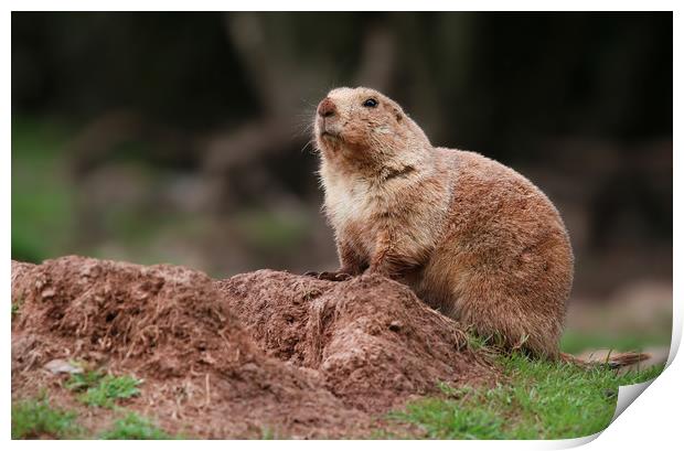 Prairie Dog on lookout Print by Simon Marlow