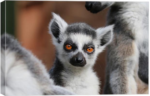 Young Ring Tailed Lemur between parents Canvas Print by Simon Marlow