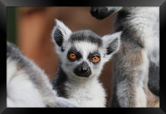 Young Ring Tailed Lemur between parents Framed Print by Simon Marlow