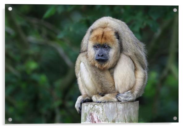 Grumpy Howler Monkey Acrylic by Simon Marlow