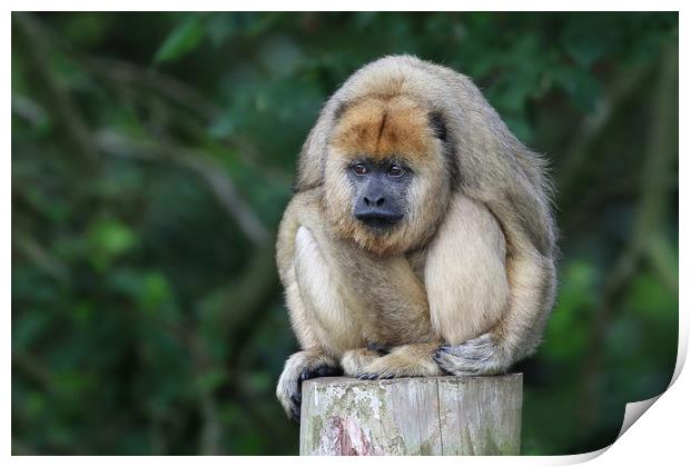 Grumpy Howler Monkey Print by Simon Marlow