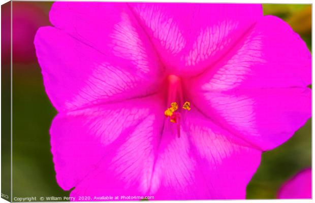 Pink Four O Clock Blossom Blooming Macro Canvas Print by William Perry