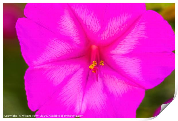 Pink Four O Clock Blossom Blooming Macro Print by William Perry