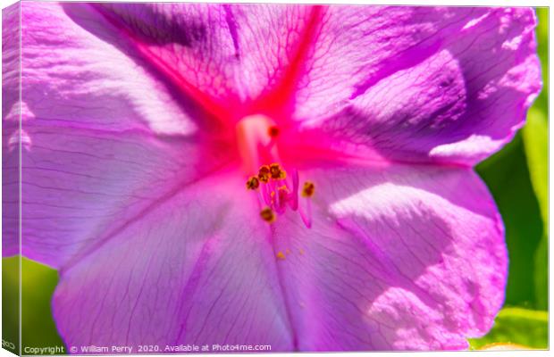 Pink Four O Clock Blossom Blooming Macro Canvas Print by William Perry