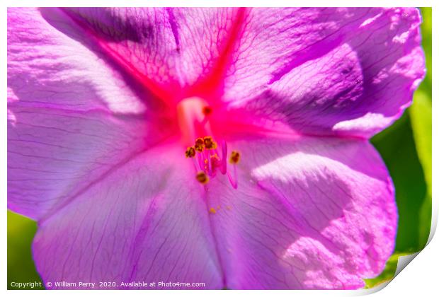 Pink Four O Clock Blossom Blooming Macro Print by William Perry