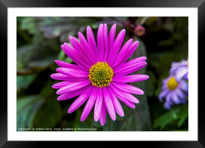 Pink Alpine Aster Blooming Macro Framed Mounted Print by William Perry